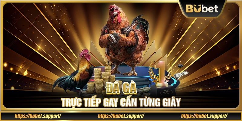 Đá gà – Trực tiếp gay cấn từng giây