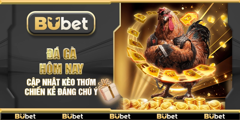 Đá gà hôm nay – Cập nhật kèo thơm chiến kê đáng chú ý
