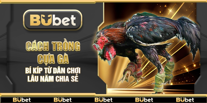 Cách trồng cựa gà – Bí kíp từ dân chơi lâu năm chia sẻ