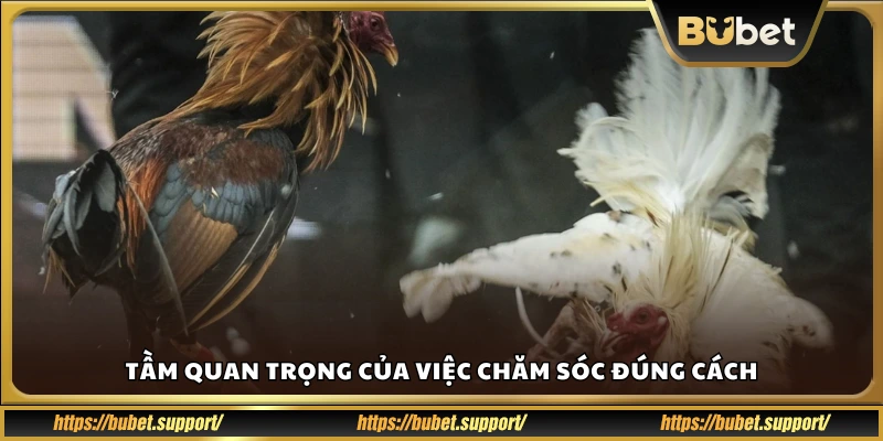 Vì sao phải chăm gà đúng kỹ thuật?