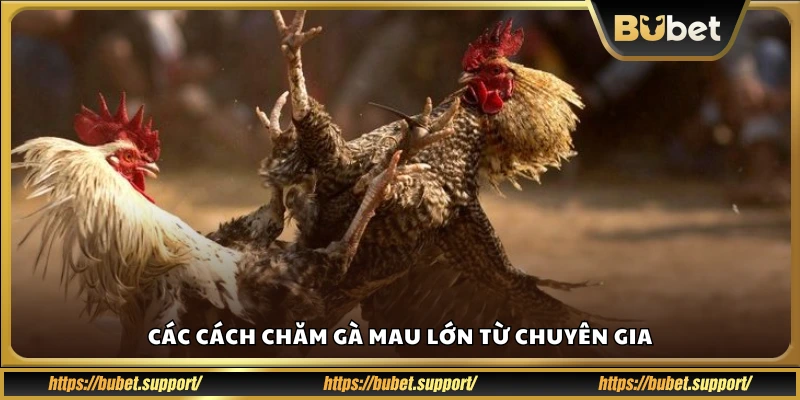 Cách chăm gà mau lớn từ người có kinh nghiệm
