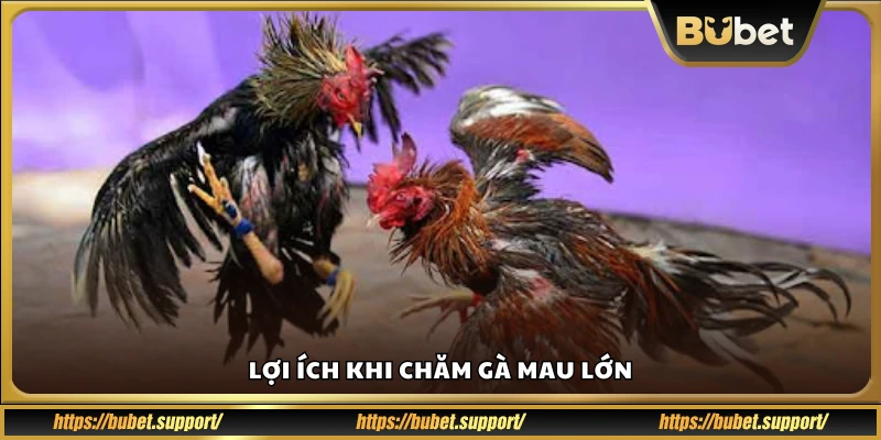 Những điểm mạnh khi nuôi gà phát triển sớm