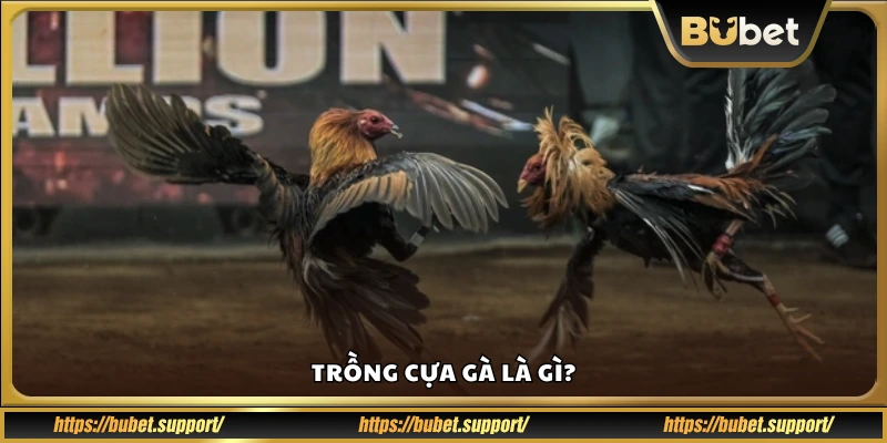 Tìm hiểu khái niệm trồng cựa cho gà đá