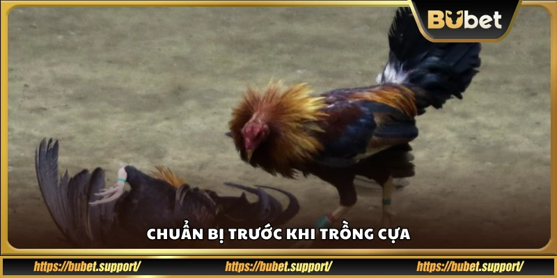 Các bước cần chuẩn bị trước lúc trồng cựa gà