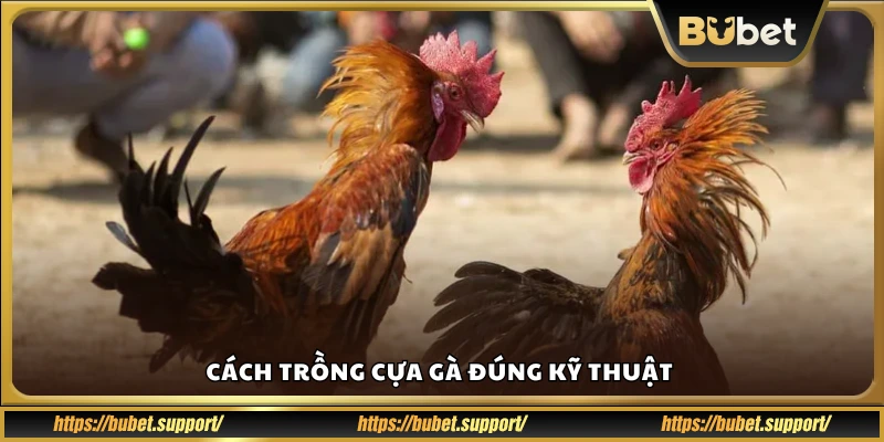 Cách trồng cựa gà chính xác