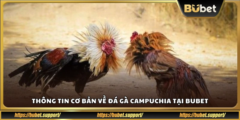 Thông tin cơ bản về đá gà Campuchia trên nền tảng Bubet