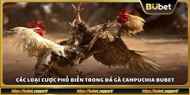 Các hình thức cược thường gặp trong đá gà Campuchia
