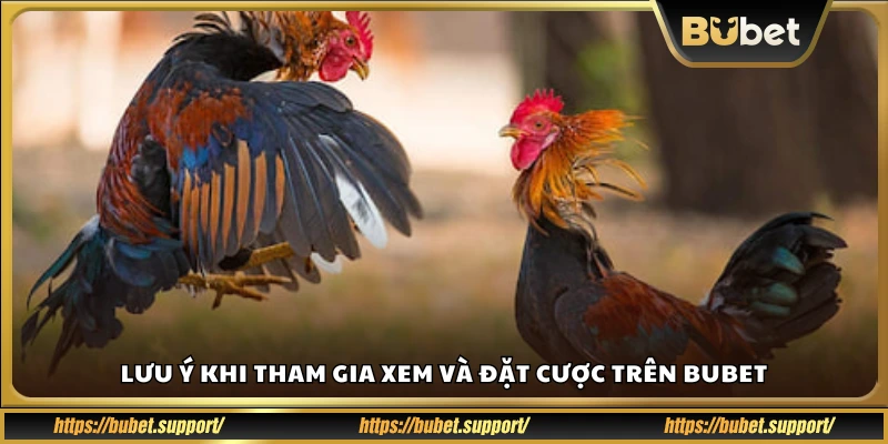 Các điểm cần lưu ý khi xem và cược trên Bu Bet