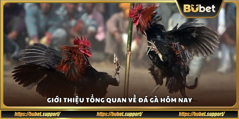 Tình hình chung các trận đá gà hôm nay