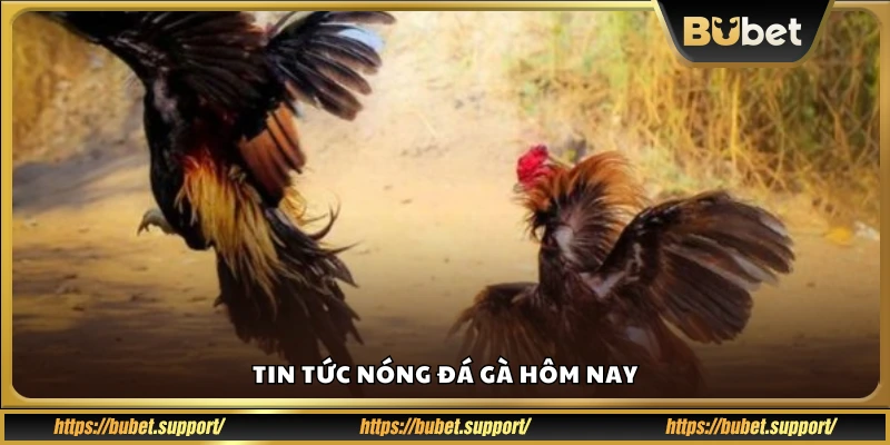 Cập nhật nhanh kết quả đá gà mới nhất hôm nay