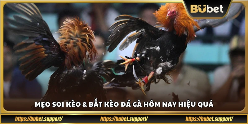 Hướng dẫn soi kèo đá gà hôm nay chi tiết