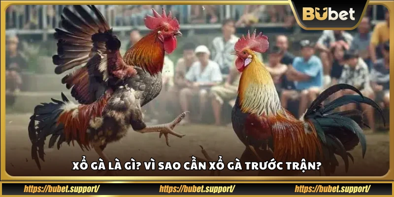Tìm hiểu sơ lược về xổ gà