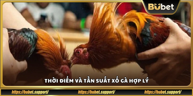 Khi nào nên xổ gà và bao lâu một lần?