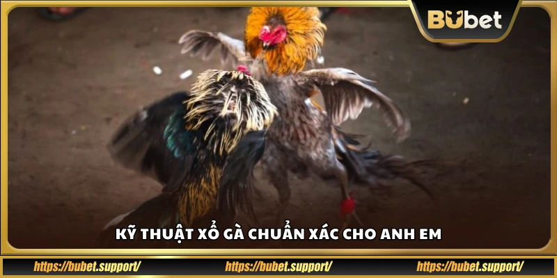 kỹ thuật xổ gà đúng bài bản cho sư kê