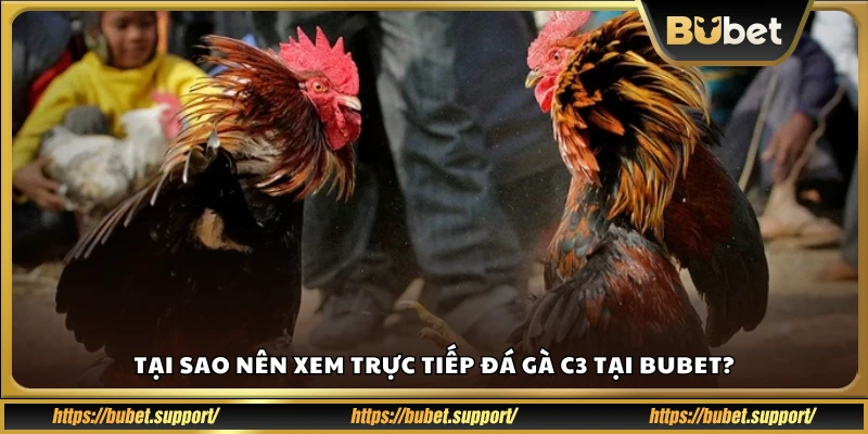Lý do nên chọn Bubet để theo dõi đá gà C3