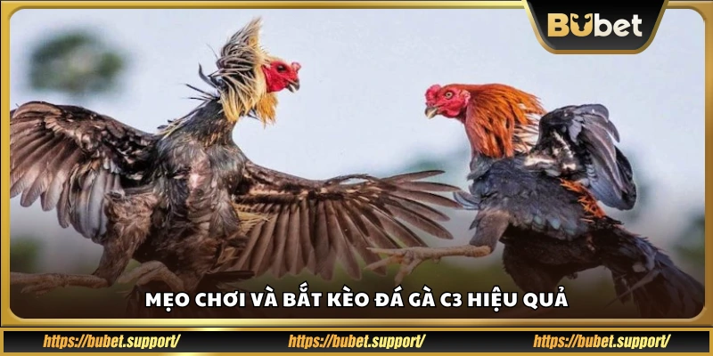 Tips bắt kèo đá gà C3 chính xác nhất