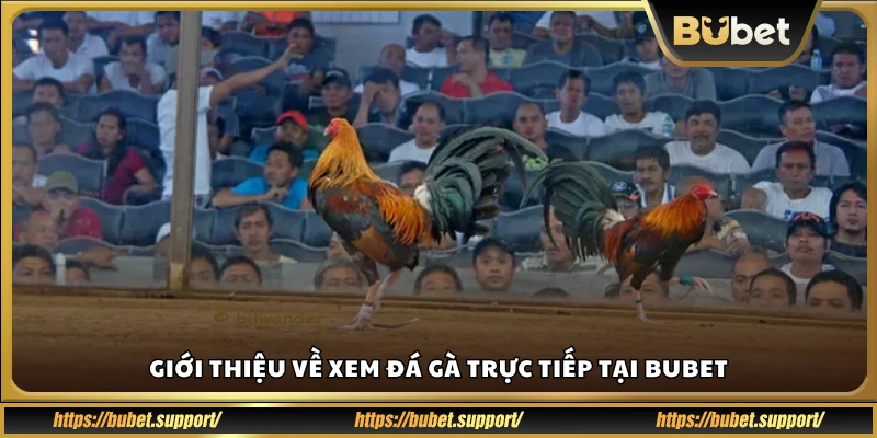 Giới thiệu về xem đá gà trực tiếp tại Bubet