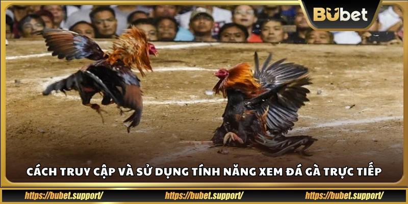 Cách đăng nhập và xem đá gà trực tiếp trên Bubet